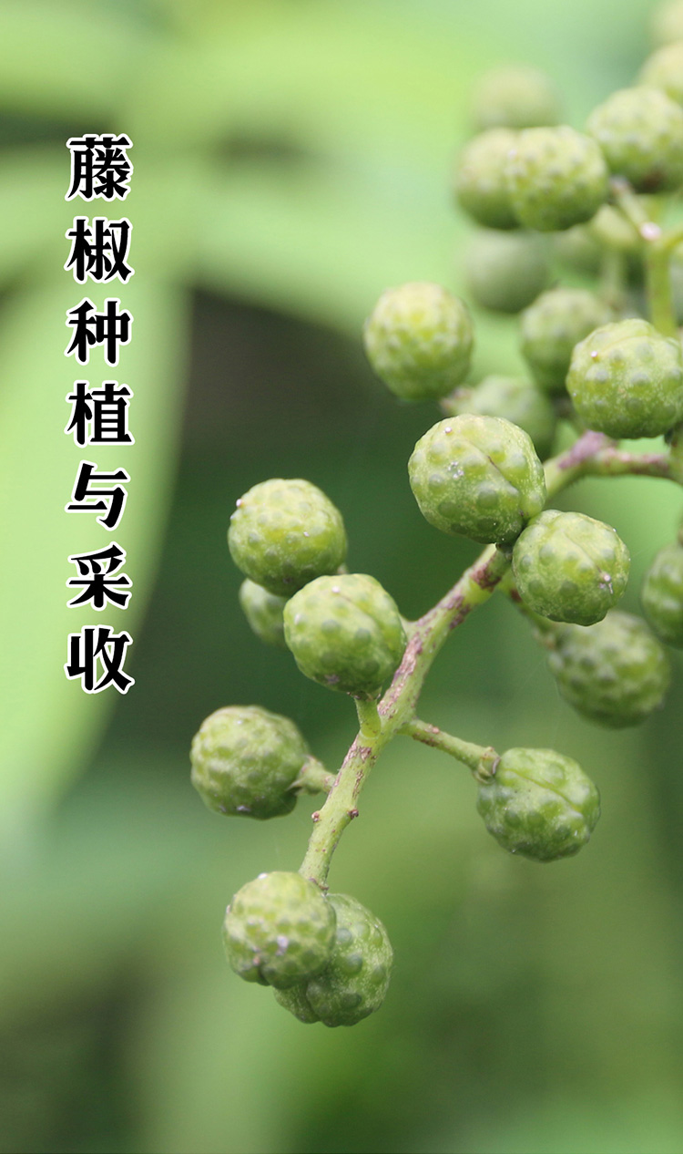 藤椒种植与采收